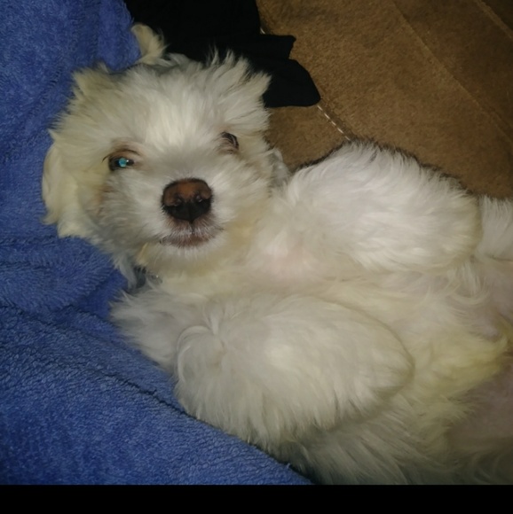 Meet your Posher, Erica - Picture 3 of 3